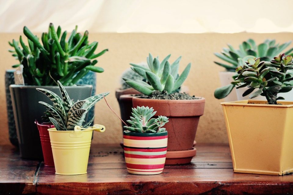 The Beginner's Guide to Plant Pots