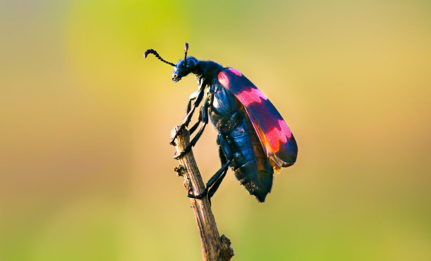 No signs of "insect apocalypse" in the United States