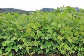Scientists are creating more productive cowpea crops
