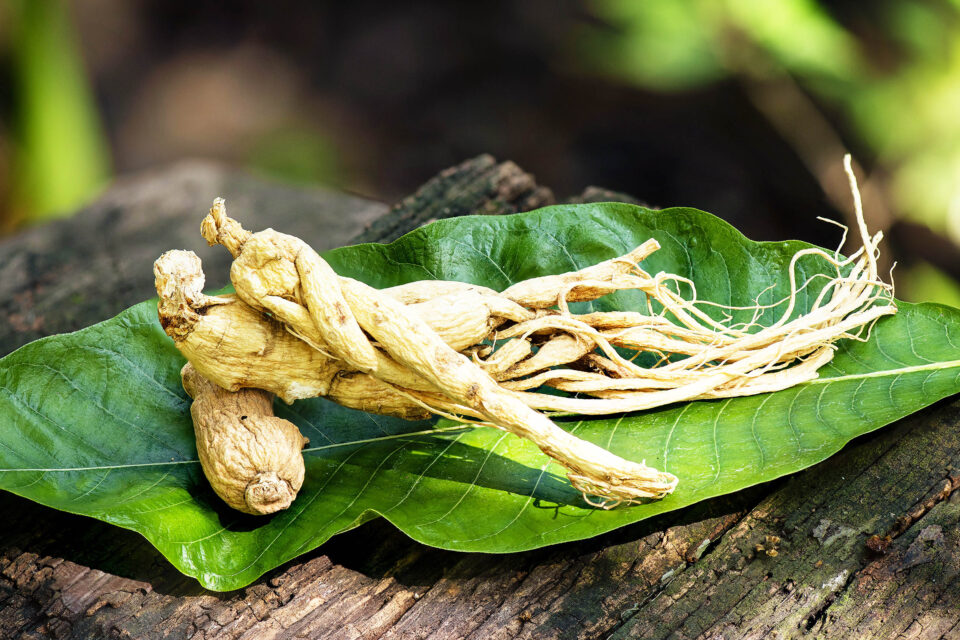 Top Uses for Ginseng