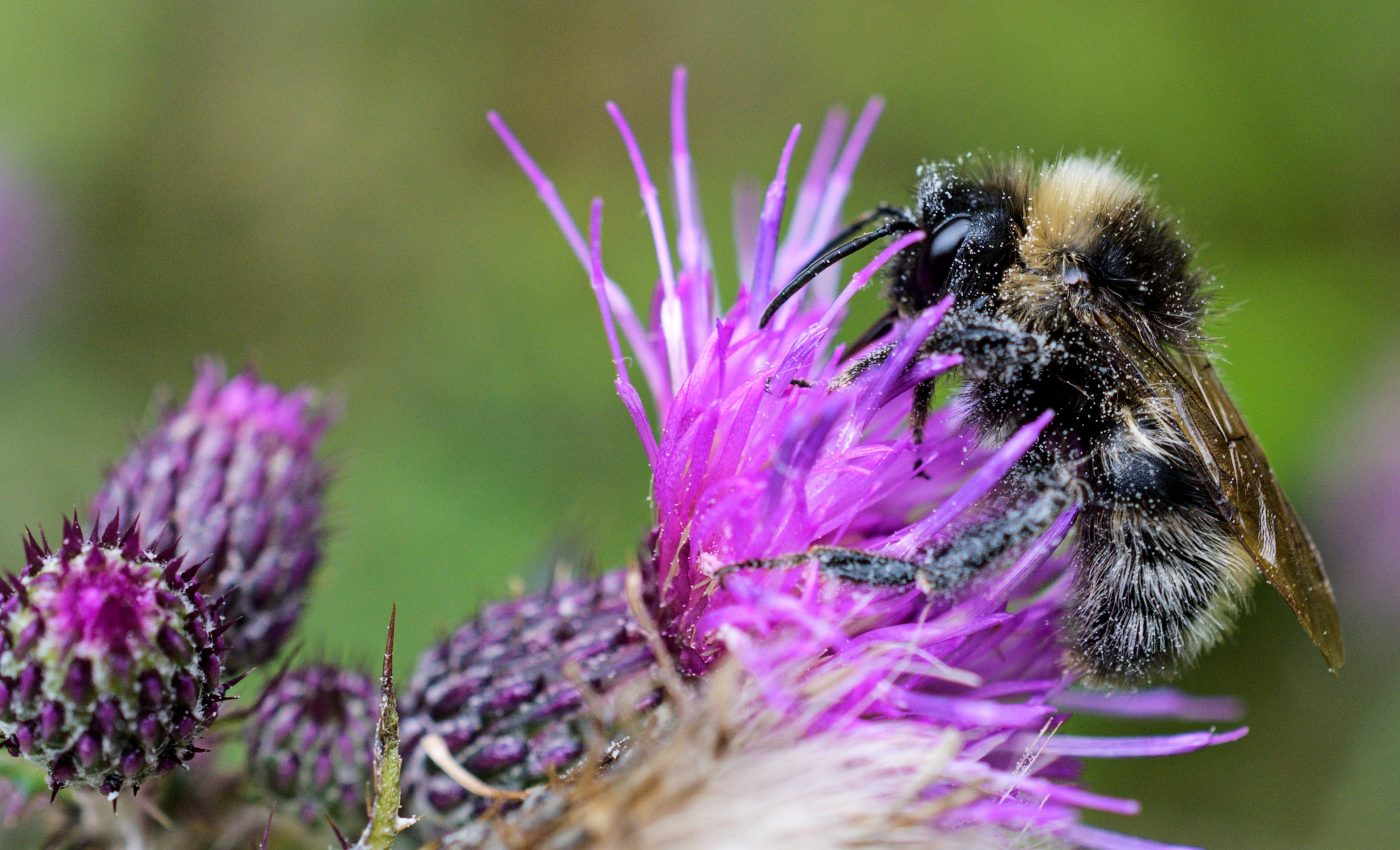 Climate change is altering the life cycles of bees and plants