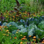 2020/08/white-cabbage-2521700_1280.jpg