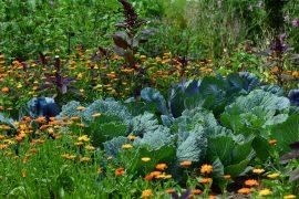 2020/08/white-cabbage-2521700_1280.jpg