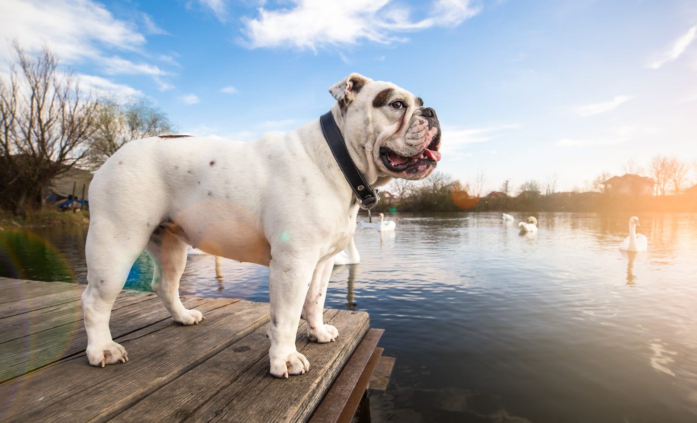 Bulldogs are popular despite frightening health issues