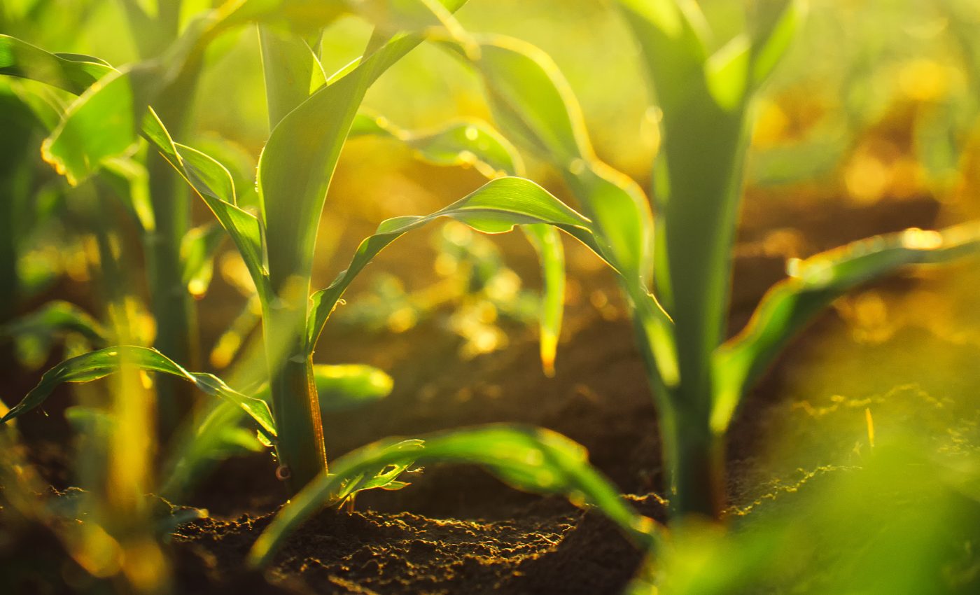 Early infection makes plants more vulnerable to later infection