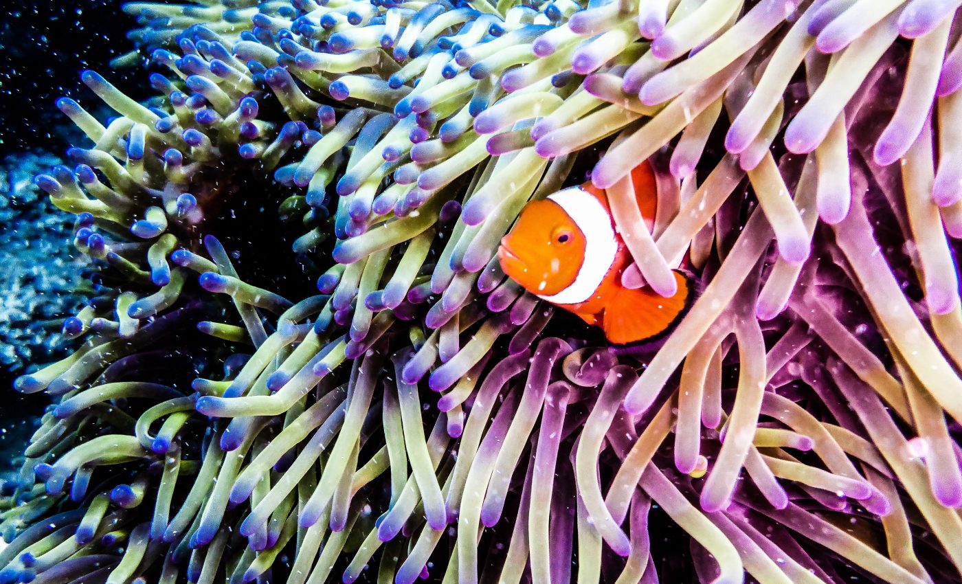 Ocean acidification could cause coral reefs to fall apart