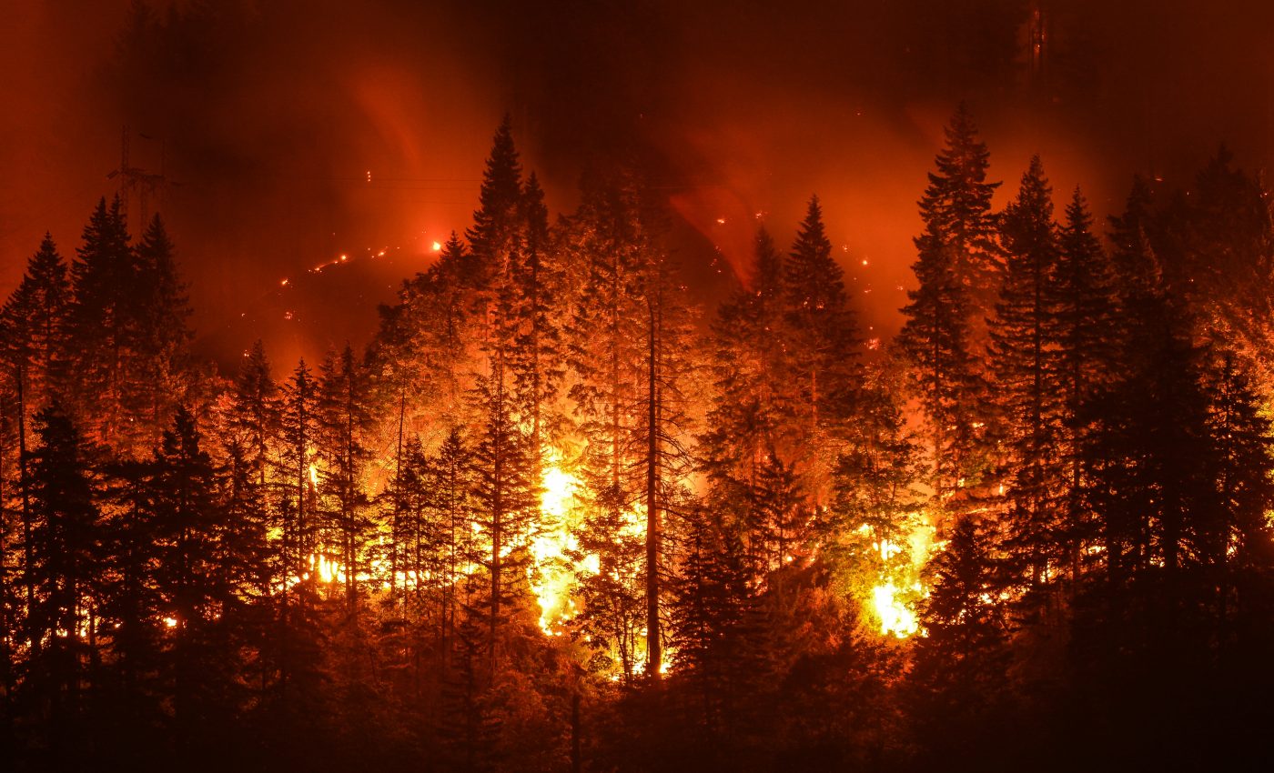 Many forests will never be forests again after a wildfire