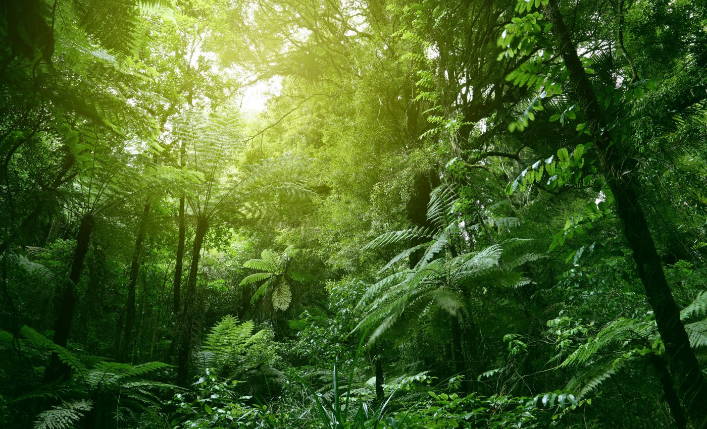 How plants may assist in the search for dead bodies