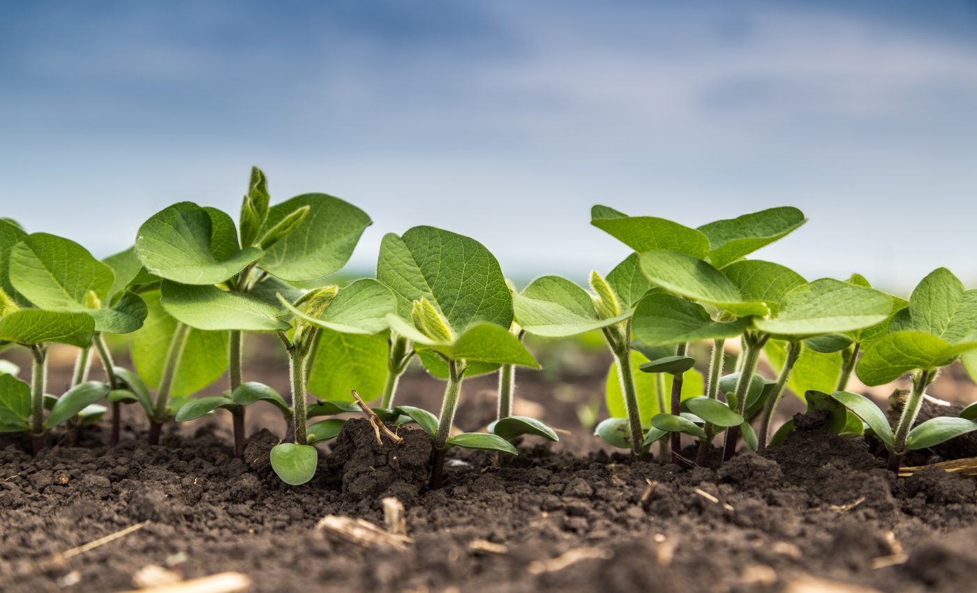 Scientists find proteins that control nutrient uptake in plants