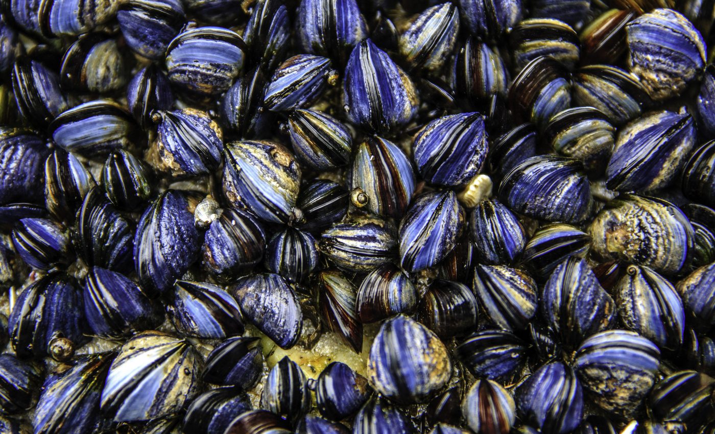 Shellfish are migrating away from safety as the ocean warms