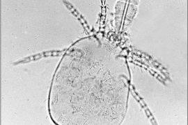 2020/09/Trombicula-mite-larva-with_stylostome-2.jpg