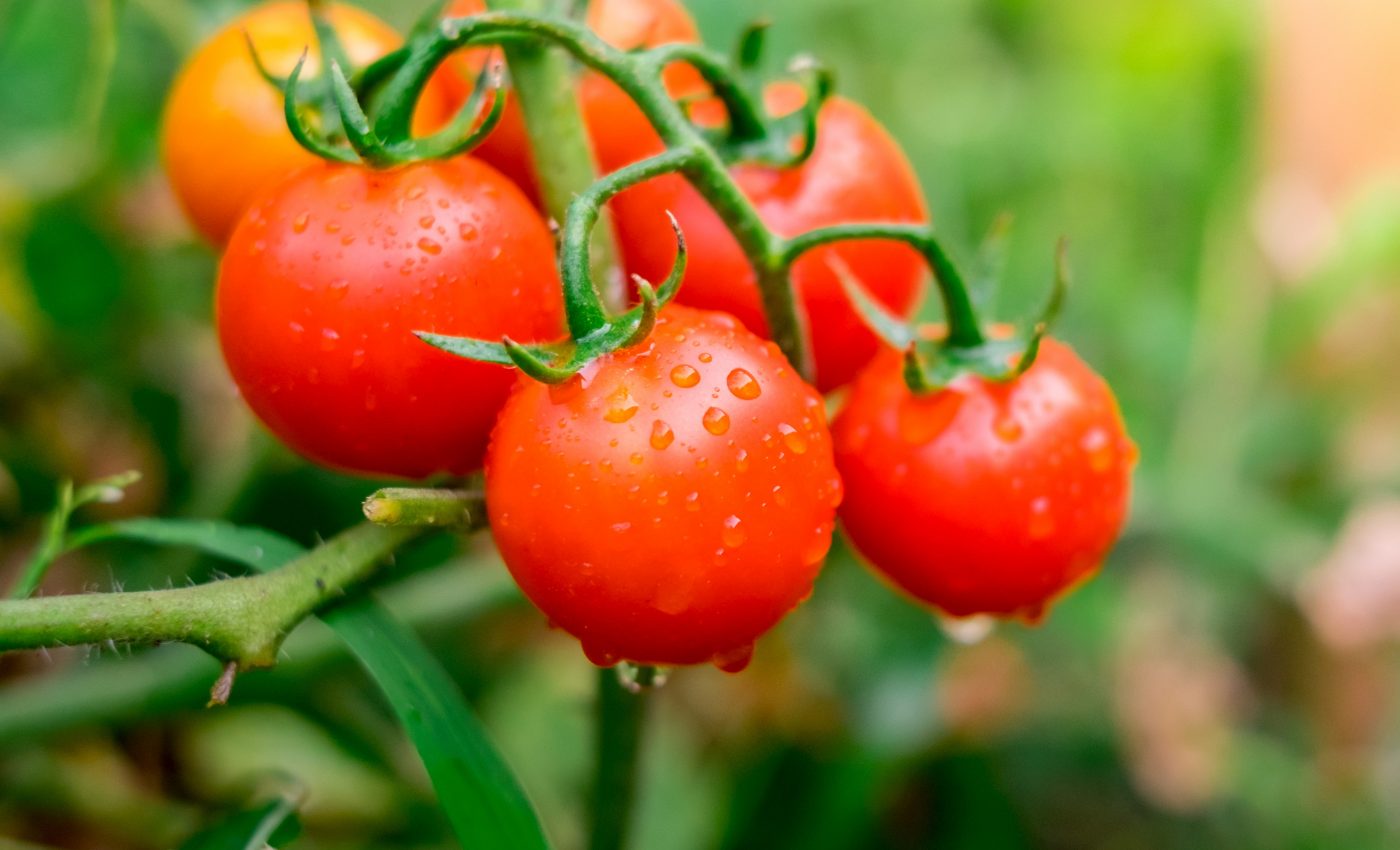 New treatment protects tomatoes from Salmonella and E coli