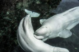 2020/09/beluga-4830574_1920.jpg