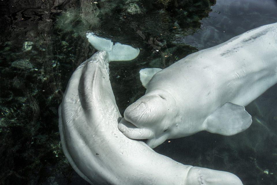 What Is a Beluga Whale?