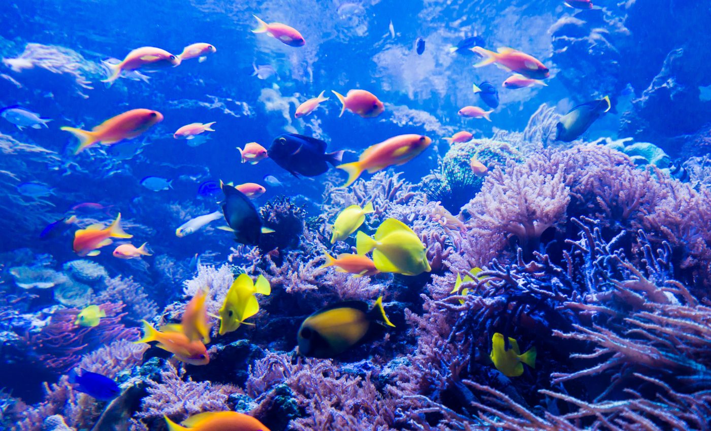 New corals found deep in the Great Barrier Reef