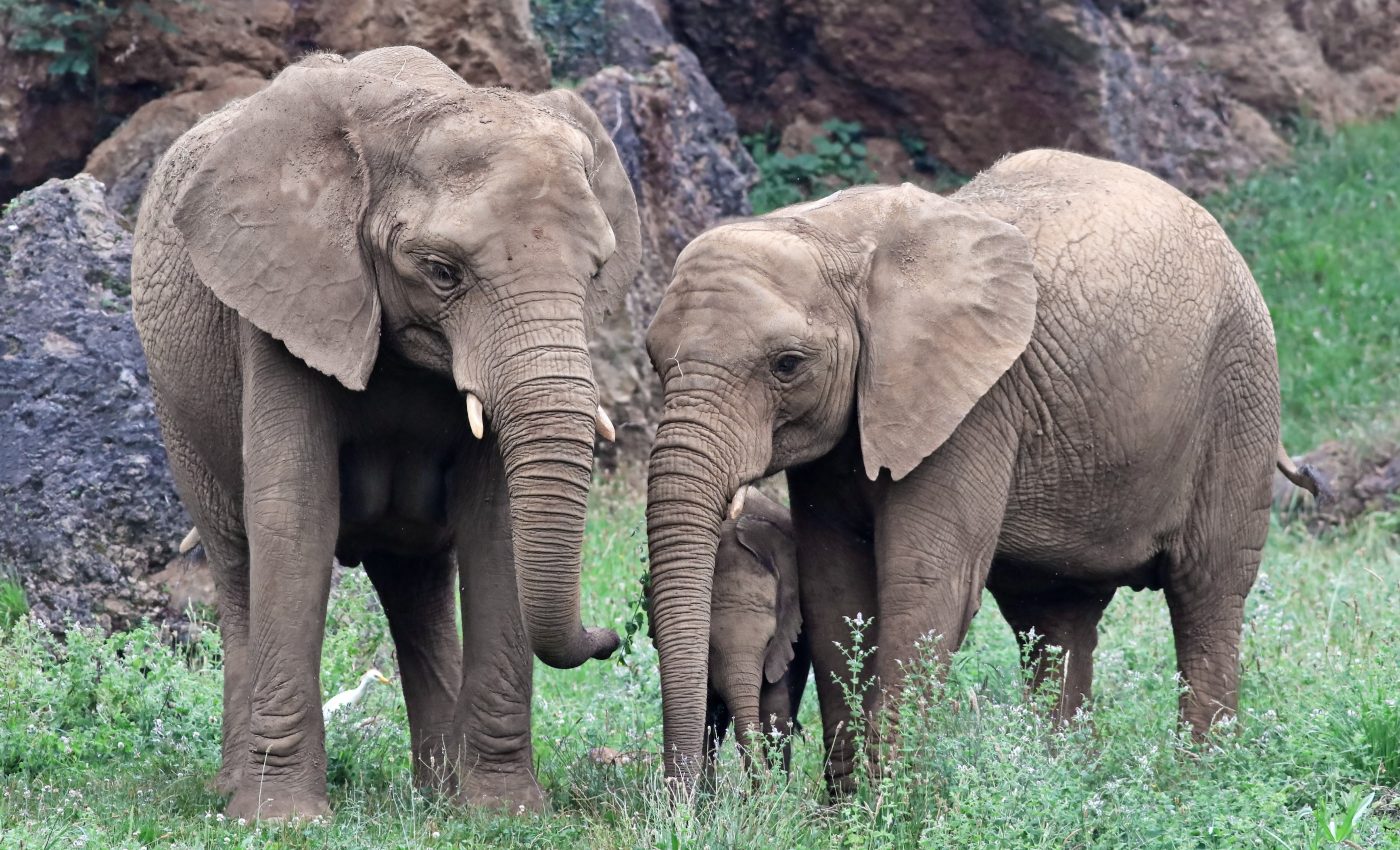 Mammal extinctions are driven almost exclusively by humans, not climate change