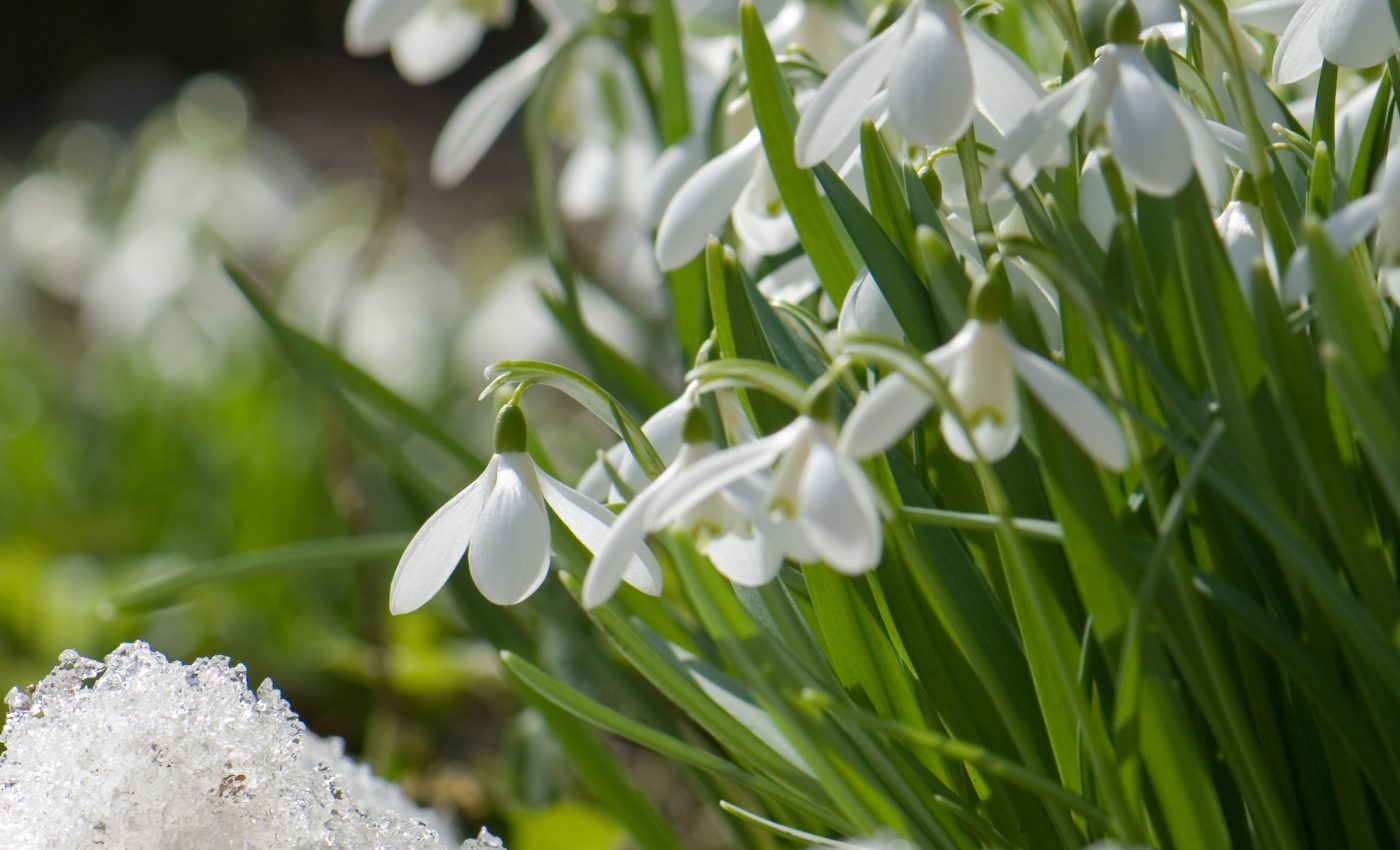 Arctic plants face more competition for pollinators as temperatures rise