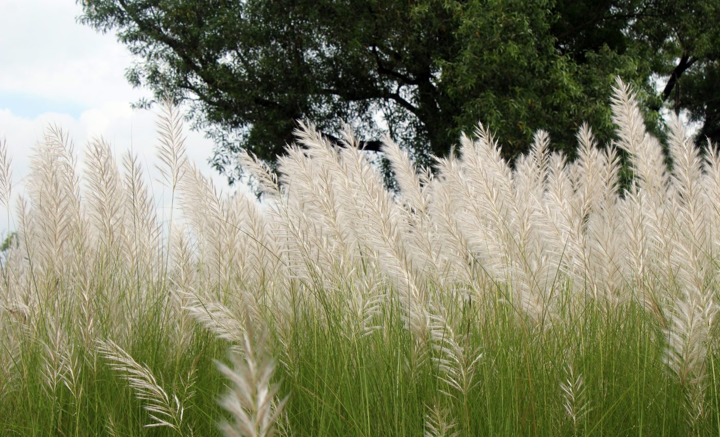 Invasive plant seeds are traveling to the U.S. in shipping containers