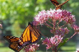 2020/09/butterfly-18355_1280.jpg