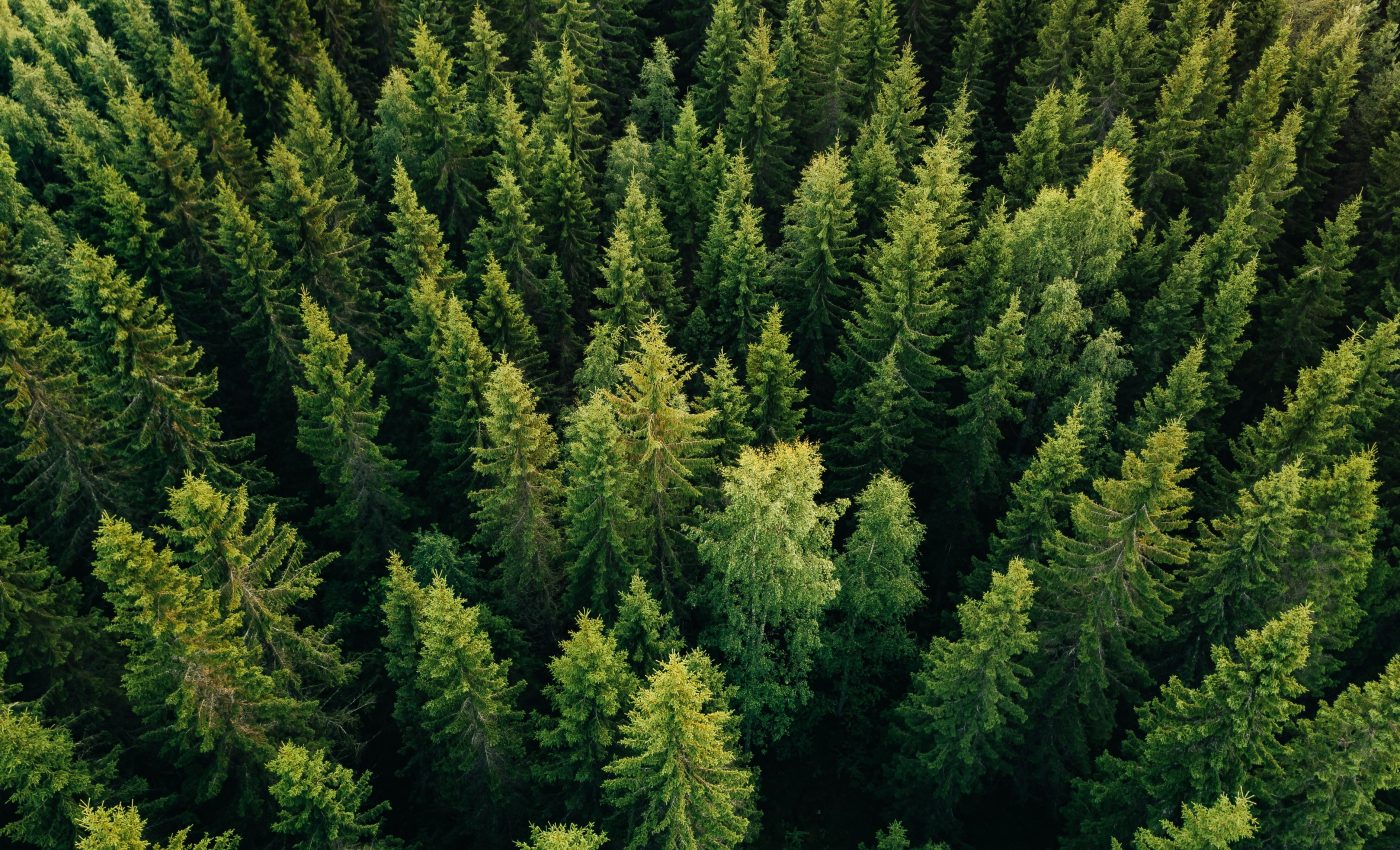 Pine needles can be used to measure air pollution