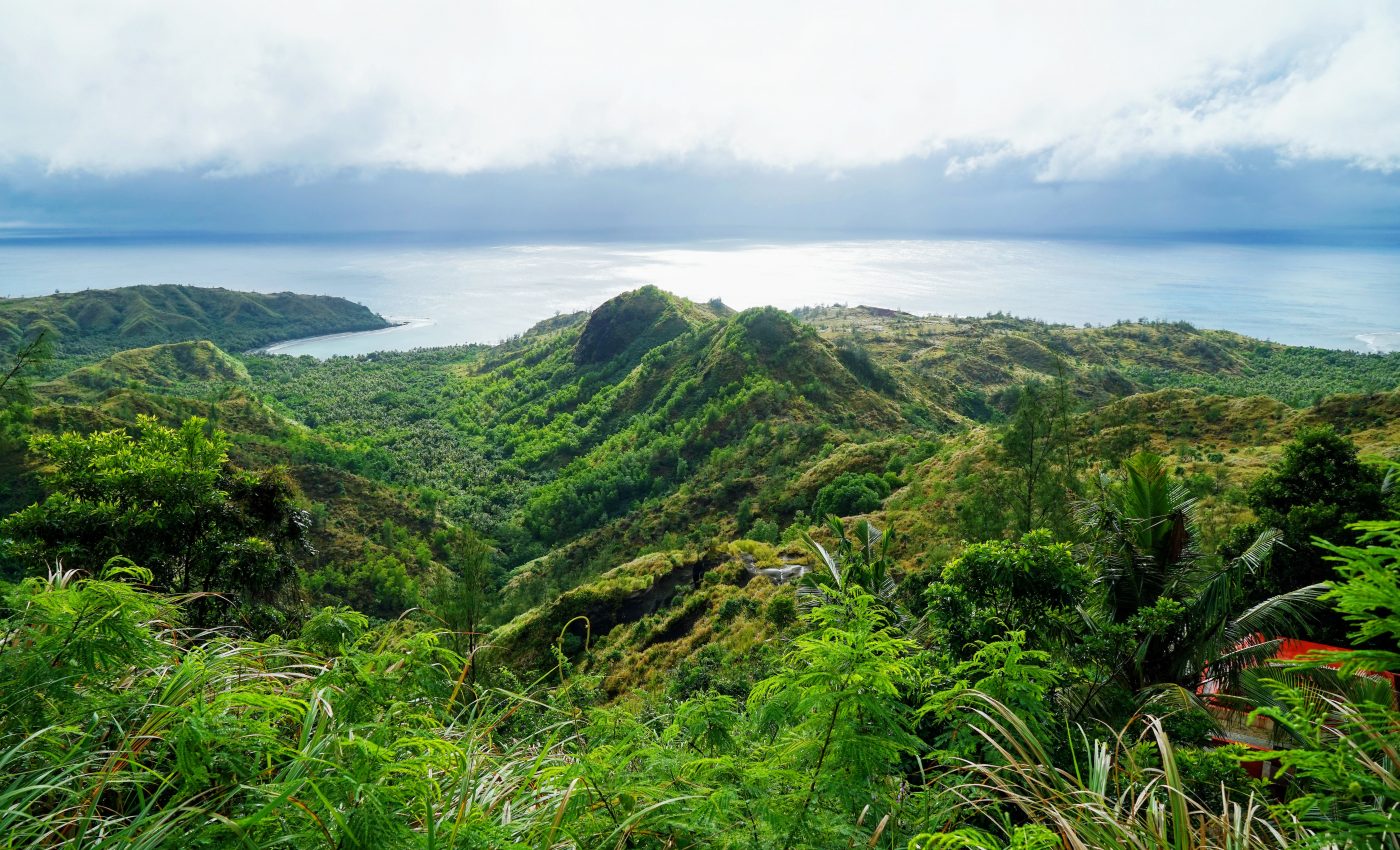 Invasive beetle turns its attention to Guam's endangered cycad trees
