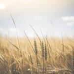 2020/09/agriculture-1845835_1920.jpg