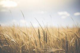 2020/09/agriculture-1845835_1920.jpg