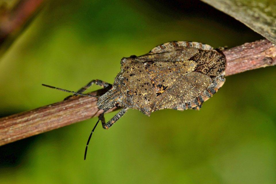 What Is a Stink Bug and Why Do They Stink?