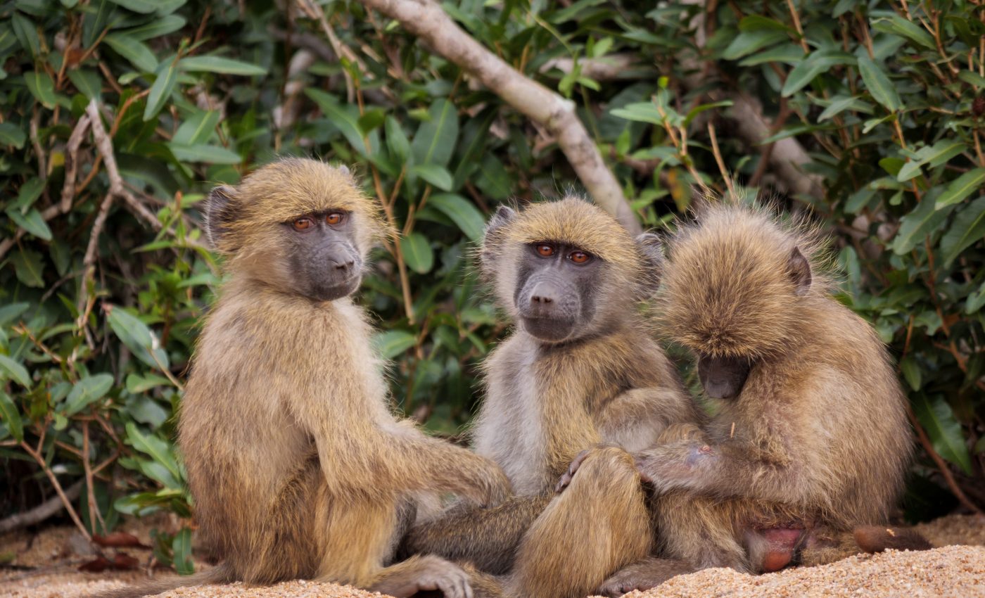 Male baboons live longer when they have female friends