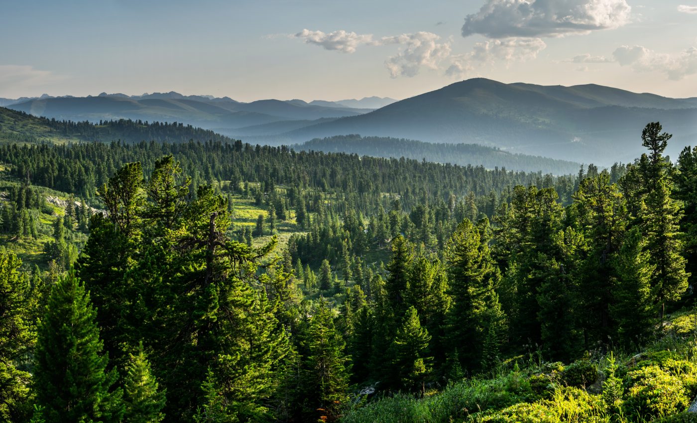 Tree rings reveal the shocking extent of Arctic air pollution