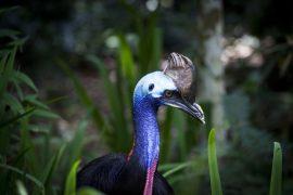 2020/09/cassowary-1589159_1920.jpg