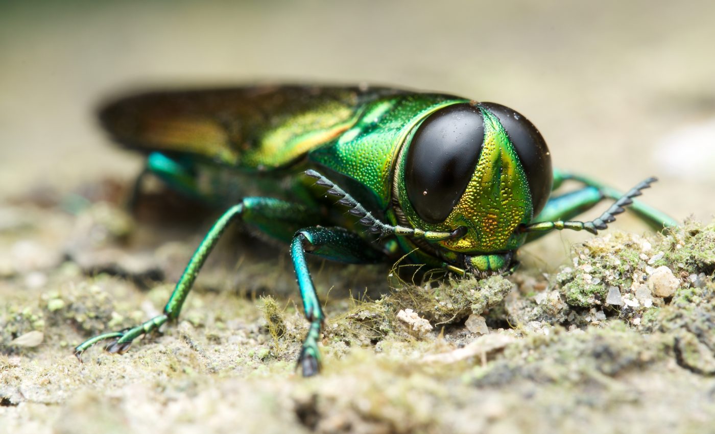 Alien species will increase by the thousands over the next three decades