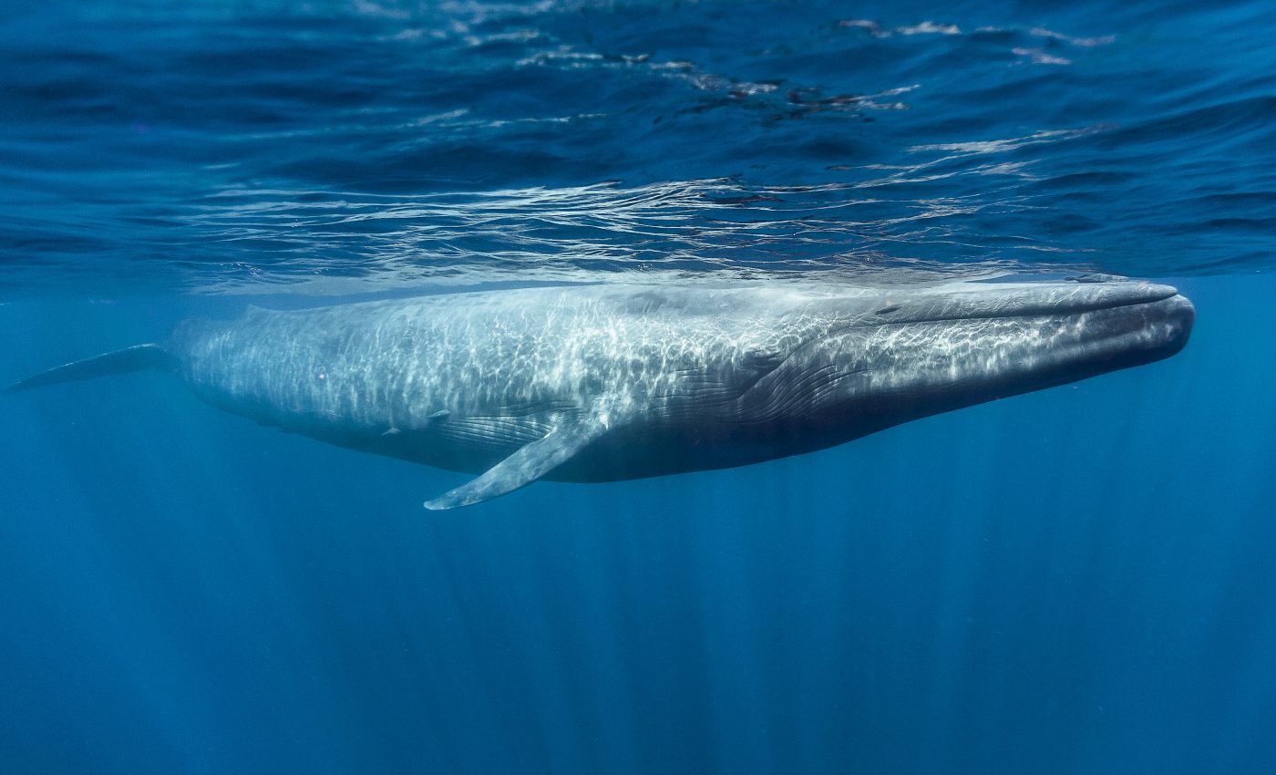 Blue whales sing on summer nights and winter days