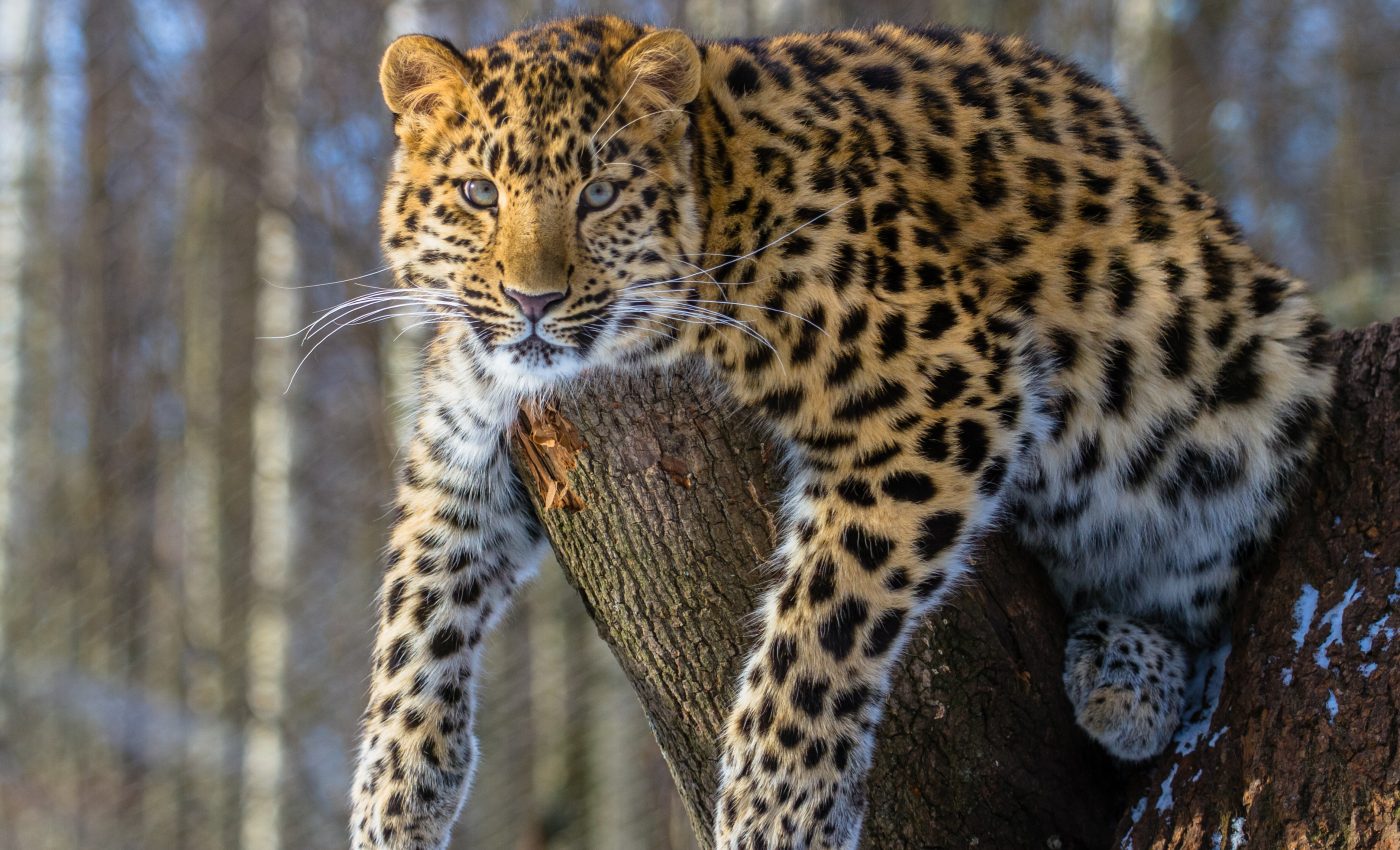 More than 75 percent of threatened species lack adequate protection