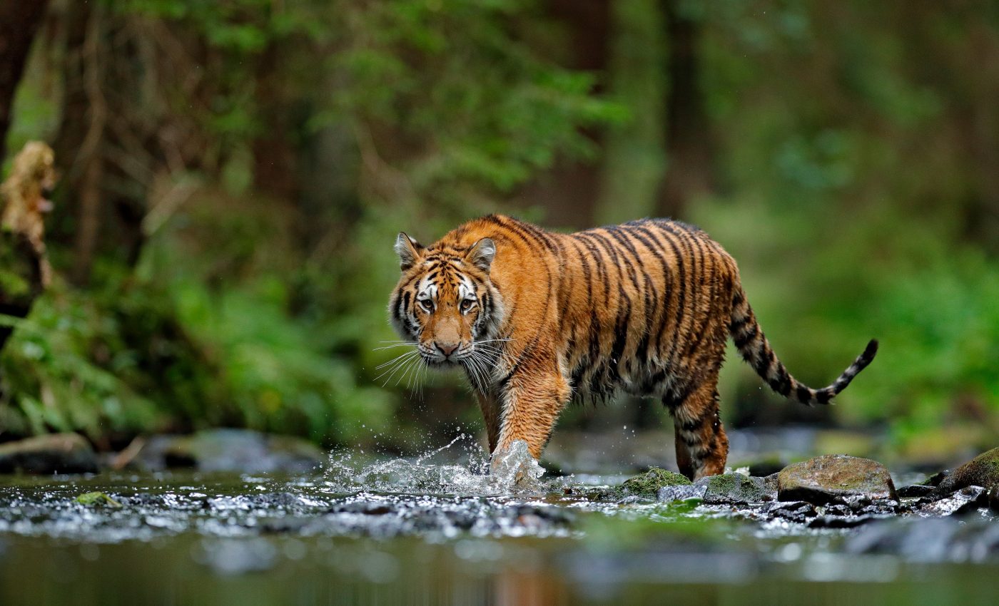 Animals who have suffered from hunger will take more risks