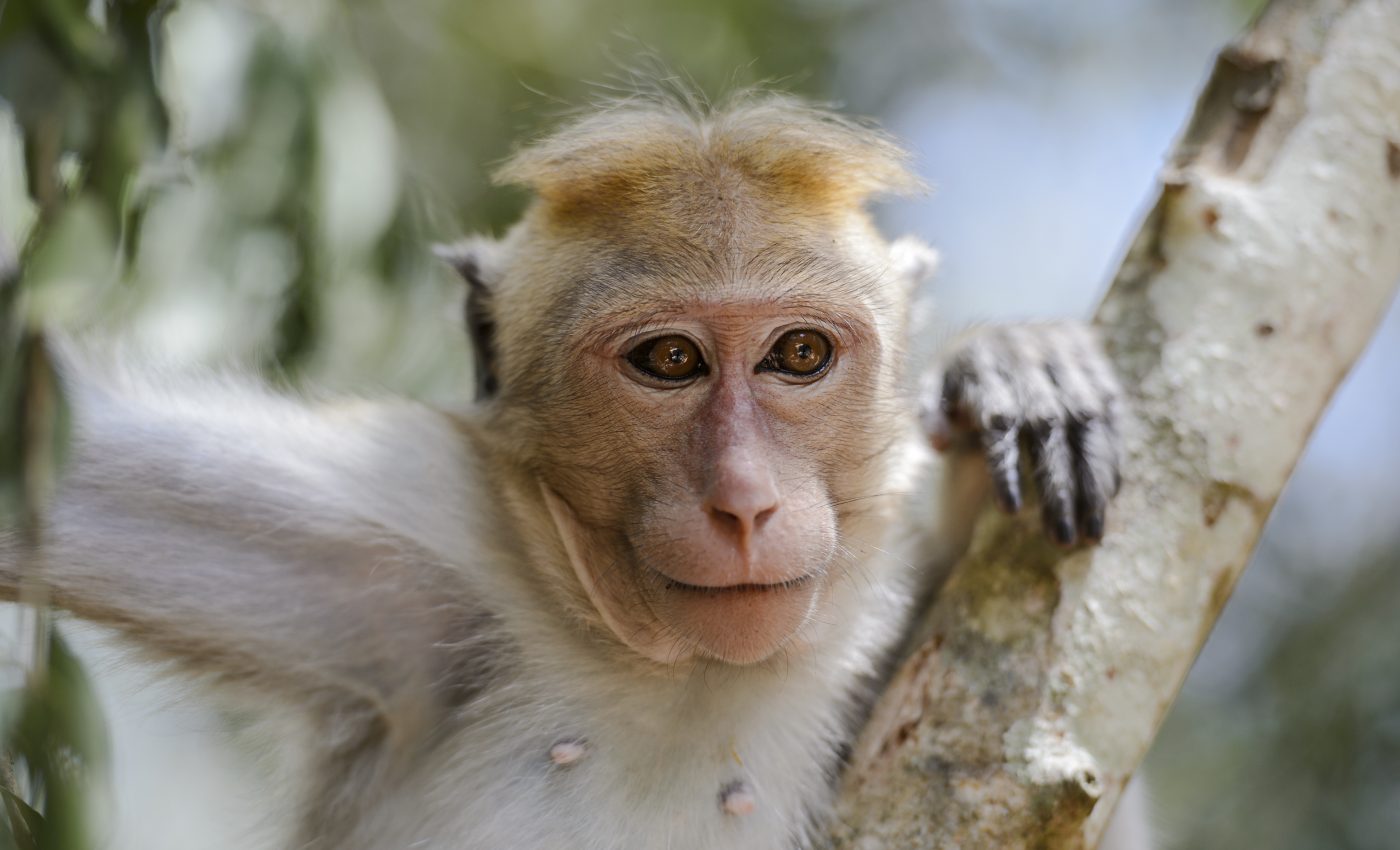 Fossils reveal that monkeys were in Asia 6.4 million years ago