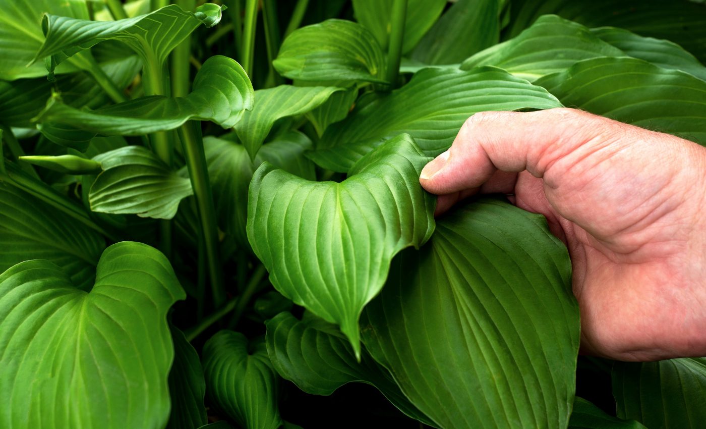 Study reveals how the tips of plants block viruses