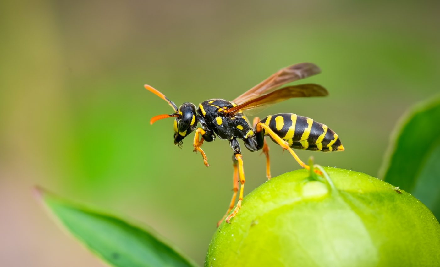 Scientists are using wasp venom to create new antibiotics