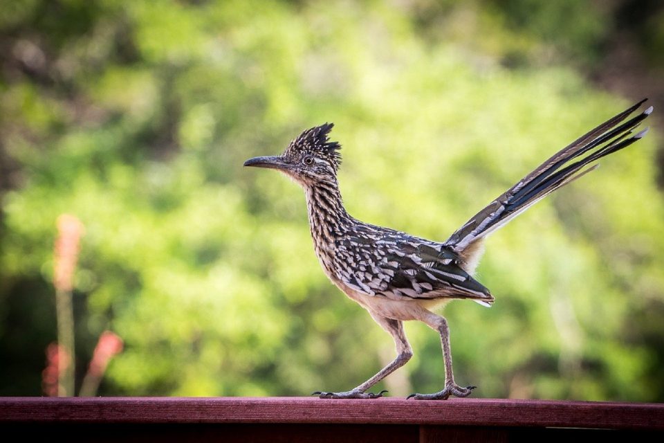 Roadrunners: Where They Live, Etymology, & More
