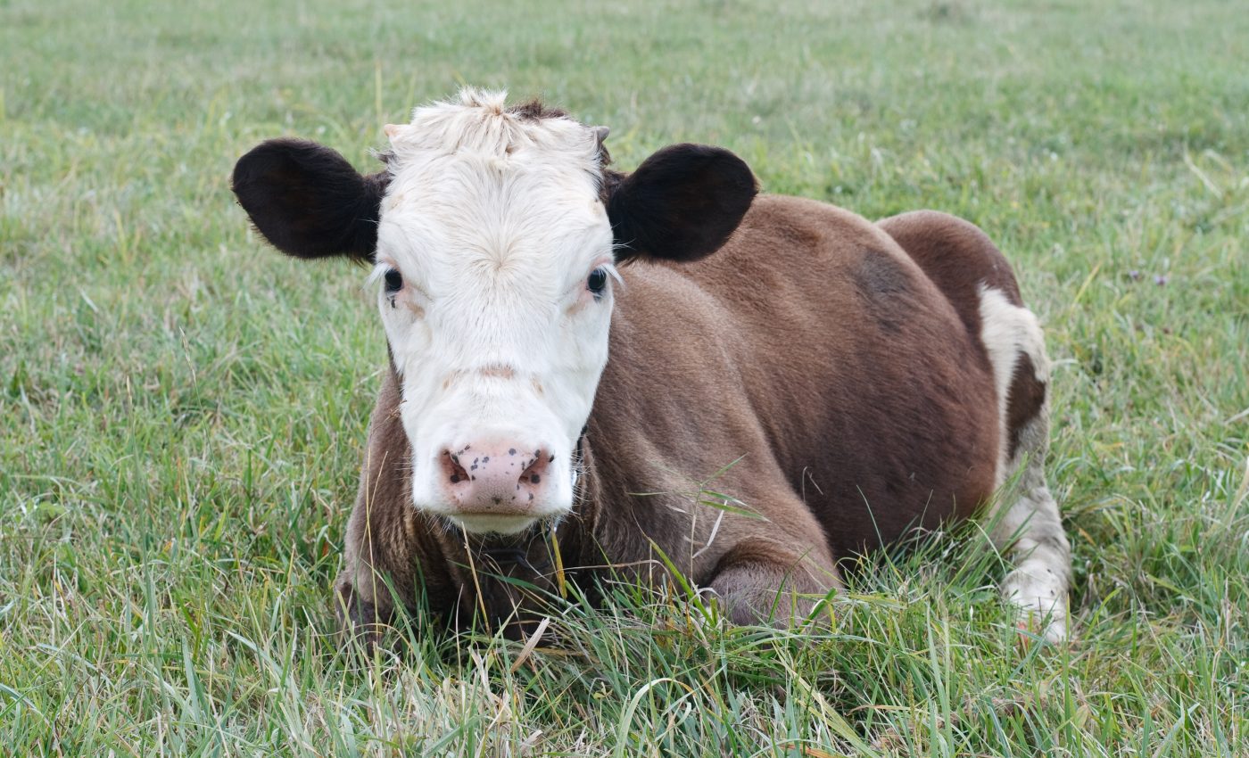 Cows are relaxed by face-to-face interactions with people