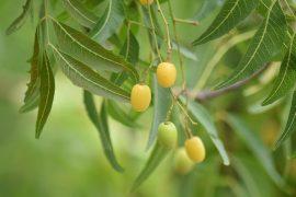 2020/10/Neem_seed.jpg