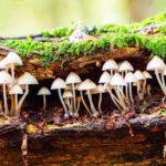 2020/10/understanding-fungi_mushrooms_log_1m.jpg