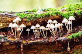 2020/10/understanding-fungi_mushrooms_log_1m.jpg