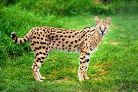 Alert,Serval,Cat