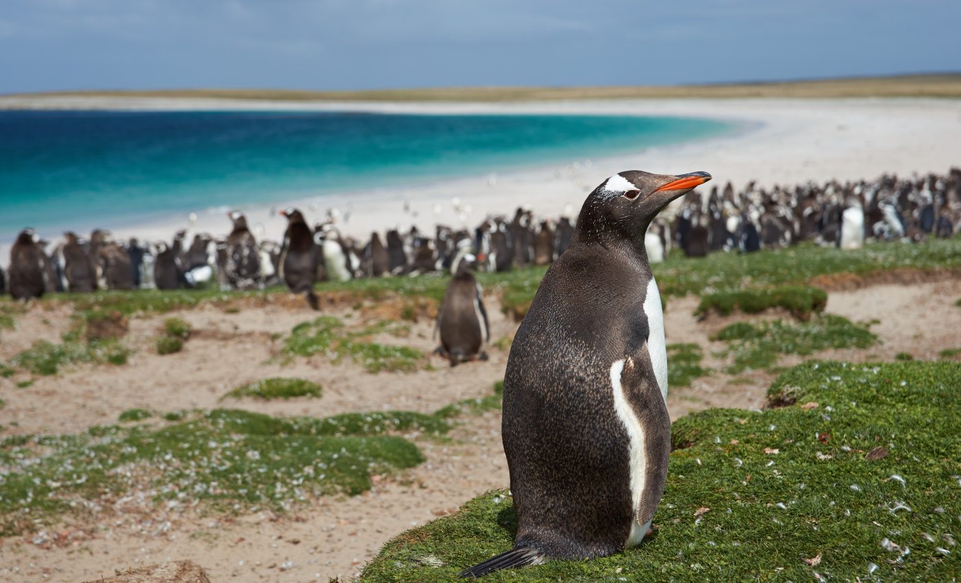 Nutrients in seabird poop transformed the Falkland Islands