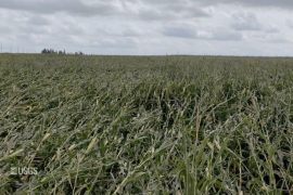 Derecho storm destroys more than 6 million acres of crops