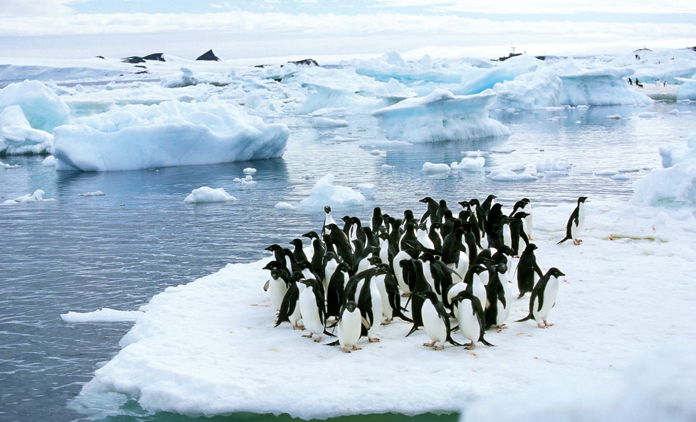 Multi-drone system uses a unique algorithm to survey penguin colonies