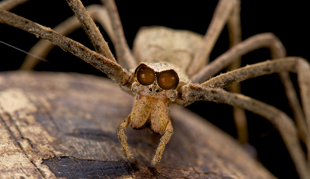 Ogre-faced spiders may not have ears, but they can hear