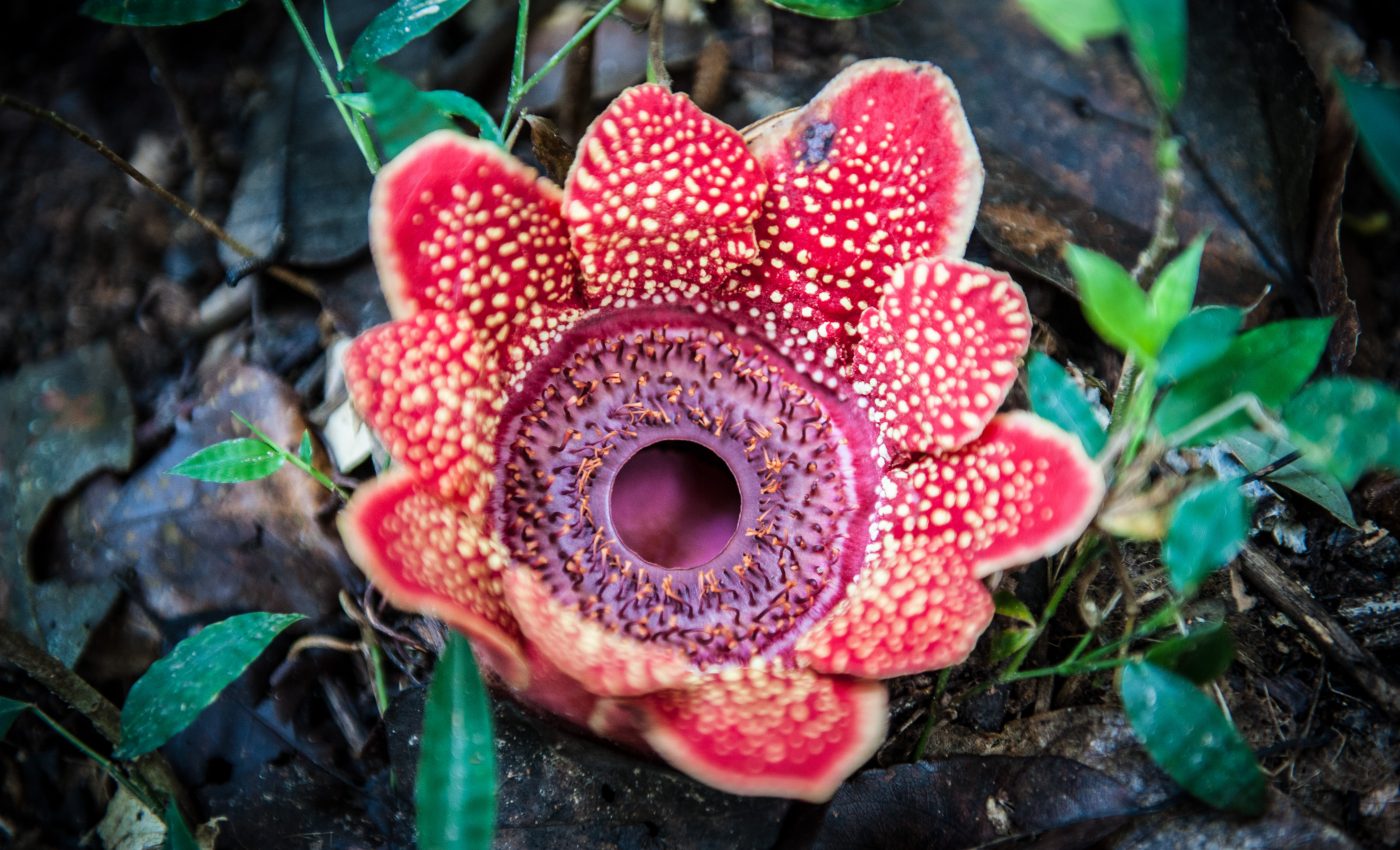 Parasitic plants depend on the hormone ethylene to launch an attack