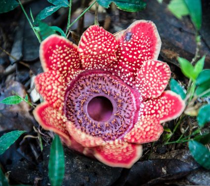 Sapria,Poilanei,(himalayana),,Rafflesia,Kerrii,,Sapria,Himalayana,,Biggest,Flower,Grows